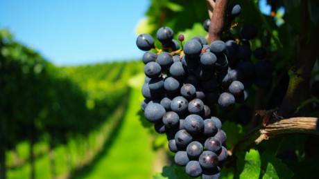 8241_Ripe-grapes-in-a-green-vineyard